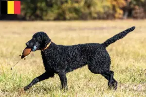 Lire la suite à propos de l’article Éleveurs de Retrievers à poil bouclé et chiots en Belgique