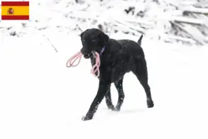 Lire la suite à propos de l’article Éleveurs de Retrievers à poil bouclé et chiots en Espagne