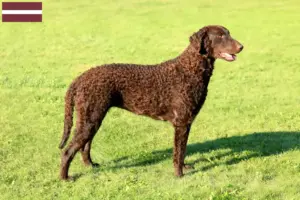Lire la suite à propos de l’article Éleveurs de Retrievers à poil bouclé et chiots en Lettonie