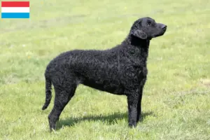 Lire la suite à propos de l’article Éleveurs de Retrievers à poil bouclé et chiots au Luxembourg