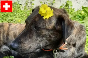 Lire la suite à propos de l’article Cursinu éleveurs et chiots en Suisse