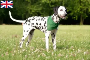 Lire la suite à propos de l’article Éleveurs de dalmatiens et chiots en Grande-Bretagne