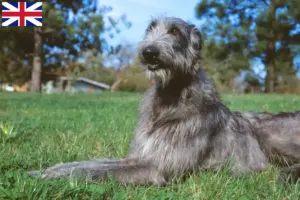 Lire la suite à propos de l’article Éleveurs de Deerhounds et chiots en Grande-Bretagne