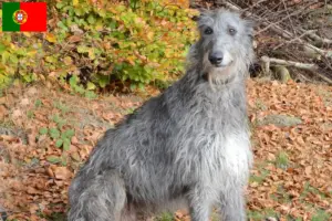 Lire la suite à propos de l’article Éleveurs de Deerhounds et chiots au Portugal