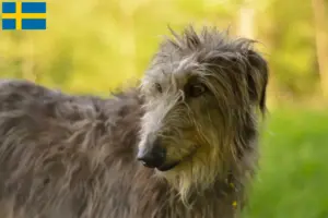 Lire la suite à propos de l’article Éleveurs de Deerhounds et chiots en Suède