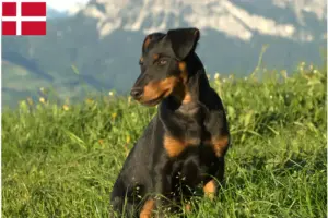 Lire la suite à propos de l’article Eleveurs de terriers de chasse allemands et chiots au Danemark
