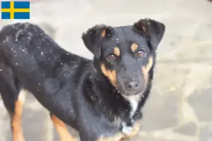 Lire la suite à propos de l’article Eleveurs de terriers de chasse allemands et chiots en Suède