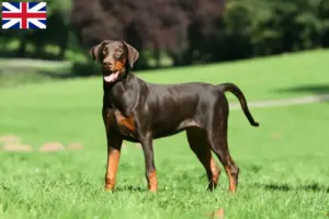 Lire la suite à propos de l’article Éleveurs de dobermans et chiots en Grande-Bretagne