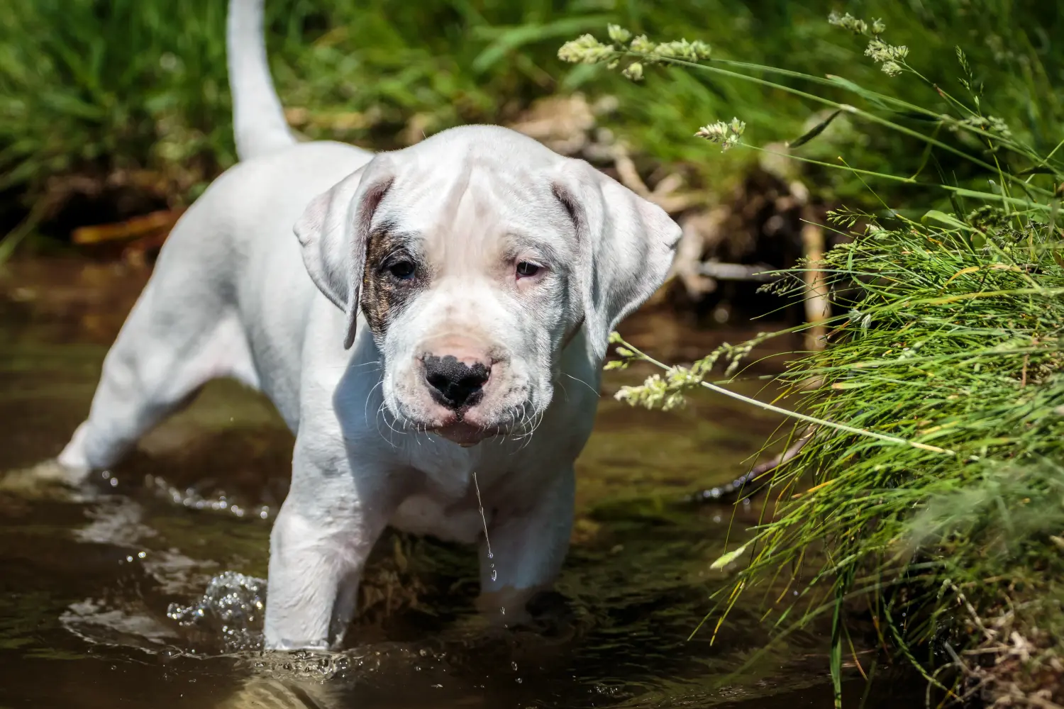 Acheter un chiot Dogo Argentino, c'est prendre ses responsabilités ! Acheter des chiots Dogo Argentino.