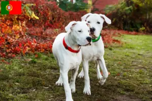 Lire la suite à propos de l’article Éleveurs de Dogo Argentino et chiots au Portugal