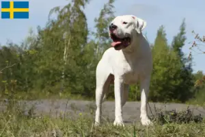 Lire la suite à propos de l’article Dogo Argentino éleveurs et chiots en Suède