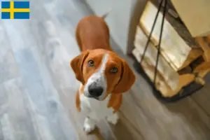 Lire la suite à propos de l’article Éleveurs Drever et chiots en Suède