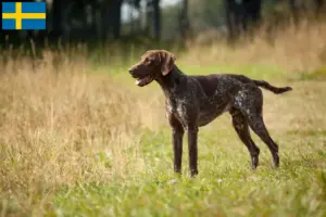 Lire la suite à propos de l’article Éleveurs et chiots de chiens allemands à poil court en Suède