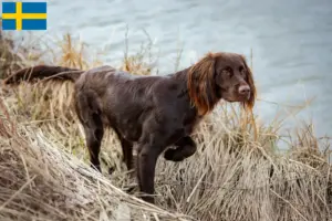 Lire la suite à propos de l’article Éleveurs et chiots à poil long allemand en Suède