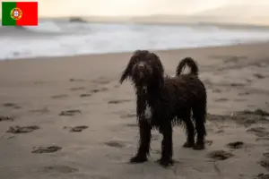 Lire la suite à propos de l’article Éleveurs d’Irish Water Spaniel et chiots au Portugal