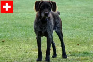 Lire la suite à propos de l’article Éleveurs de chiens allemands à poil dur et chiots en Suisse