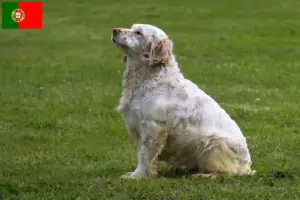 Lire la suite à propos de l’article Éleveurs de Clumber Spaniel et chiots au Portugal
