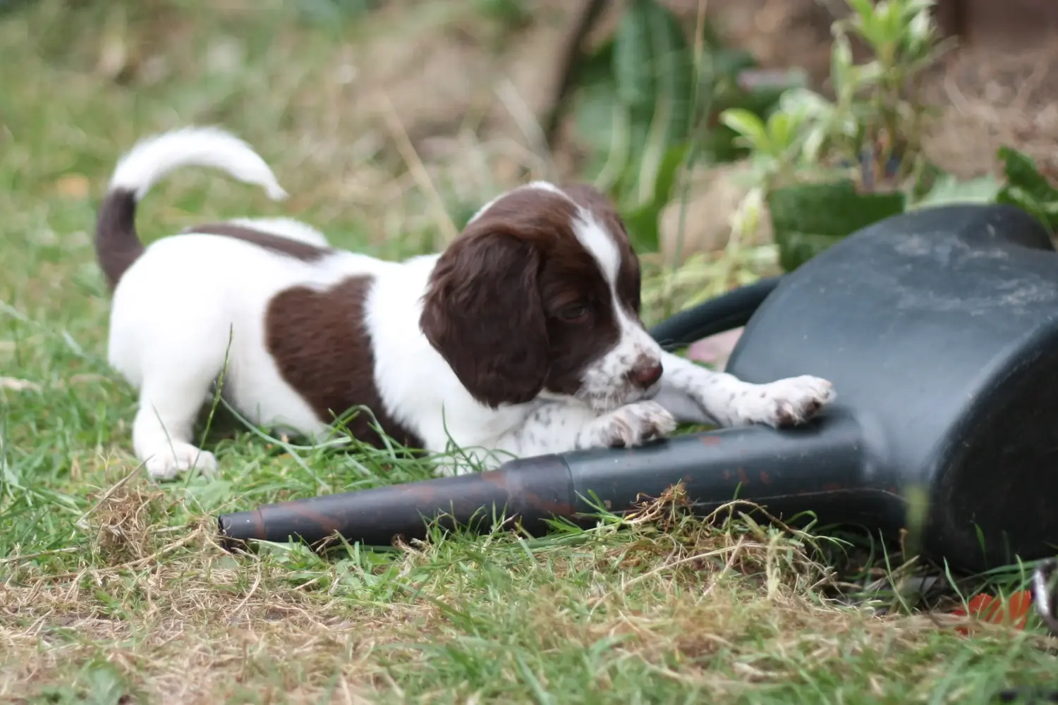 Acheter un chiot English Springer Spaniel, c'est prendre des responsabilités ! Acheter des chiots English Springer Spaniel.