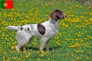 Lire la suite à propos de l’article Éleveurs d’English Springer Spaniel et chiots au Portugal
