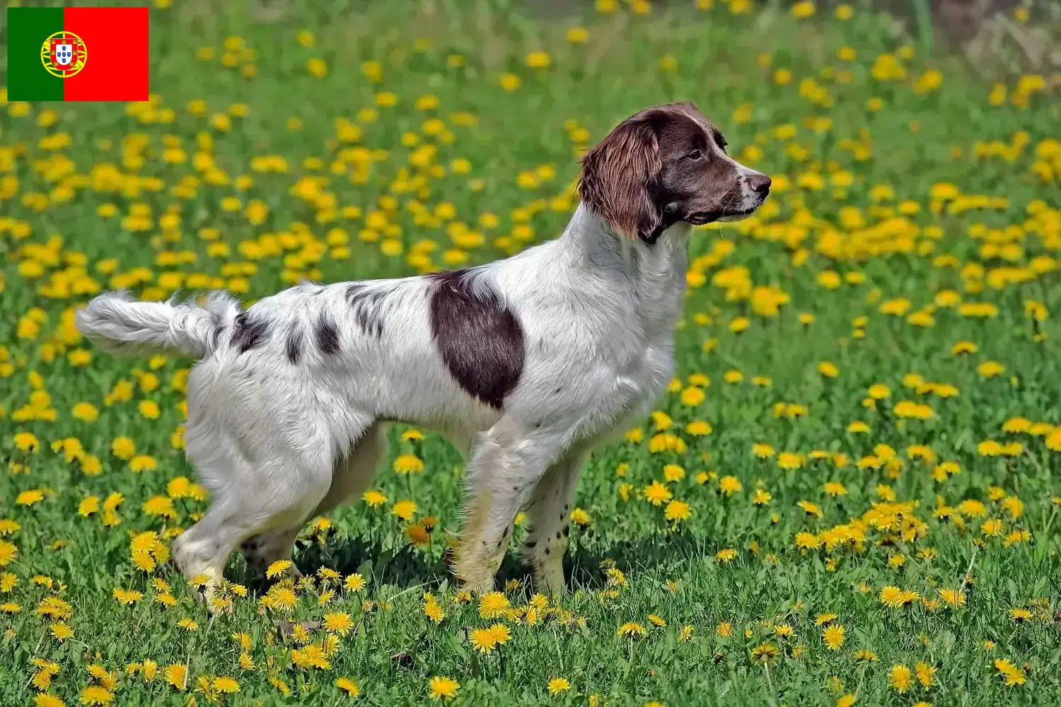 English Springer Spaniel chiots et éleveurs Portugal Ici, tu trouveras des éleveurs d'English Springer Spaniels au Portugal.