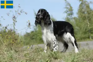 Lire la suite à propos de l’article Éleveurs d’English Springer Spaniel et chiots en Suède