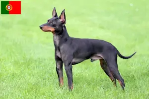 Lire la suite à propos de l’article Éleveurs de English Toy Terrier et chiots au Portugal
