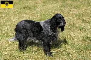 Lire la suite à propos de l’article Éleveurs d’Epagneul Bleu de Picardie et chiots en Baden-Württemberg