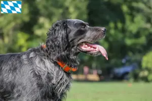 Lire la suite à propos de l’article Éleveurs d’Epagneul Bleu de Picardie et chiots en Bavière
