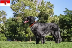 Lire la suite à propos de l’article Éleveurs d’Epagneul Bleu de Picardie et chiots dans le Brandebourg