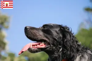 Lire la suite à propos de l’article Éleveurs d’Epagneul Bleu de Picardie et chiots à Brême