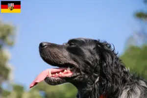 Lire la suite à propos de l’article Éleveurs d’Epagneul Bleu de Picardie et chiots en Sarre