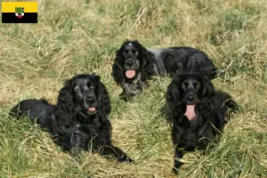 Lire la suite à propos de l’article Éleveurs d’Epagneul Bleu de Picardie et chiots en Saxe-Anhalt