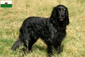 Lire la suite à propos de l’article Epagneul Bleu de Picardie Éleveurs et chiots en Saxe