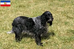 Lire la suite à propos de l’article Epagneul Bleu de Picardie Éleveurs et chiots dans le Schleswig-Holstein