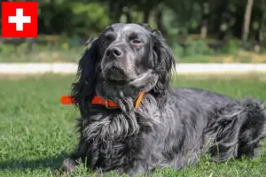 Lire la suite à propos de l’article Éleveurs d’Epagneul Bleu de Picardie et chiots en Suisse