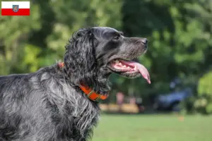 Lire la suite à propos de l’article Éleveurs d’Epagneul Bleu de Picardie et chiots en Thuringe