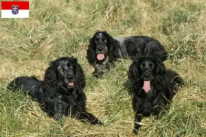 Lire la suite à propos de l’article Epagneul Bleu de Picardie Éleveurs et chiots en Hesse