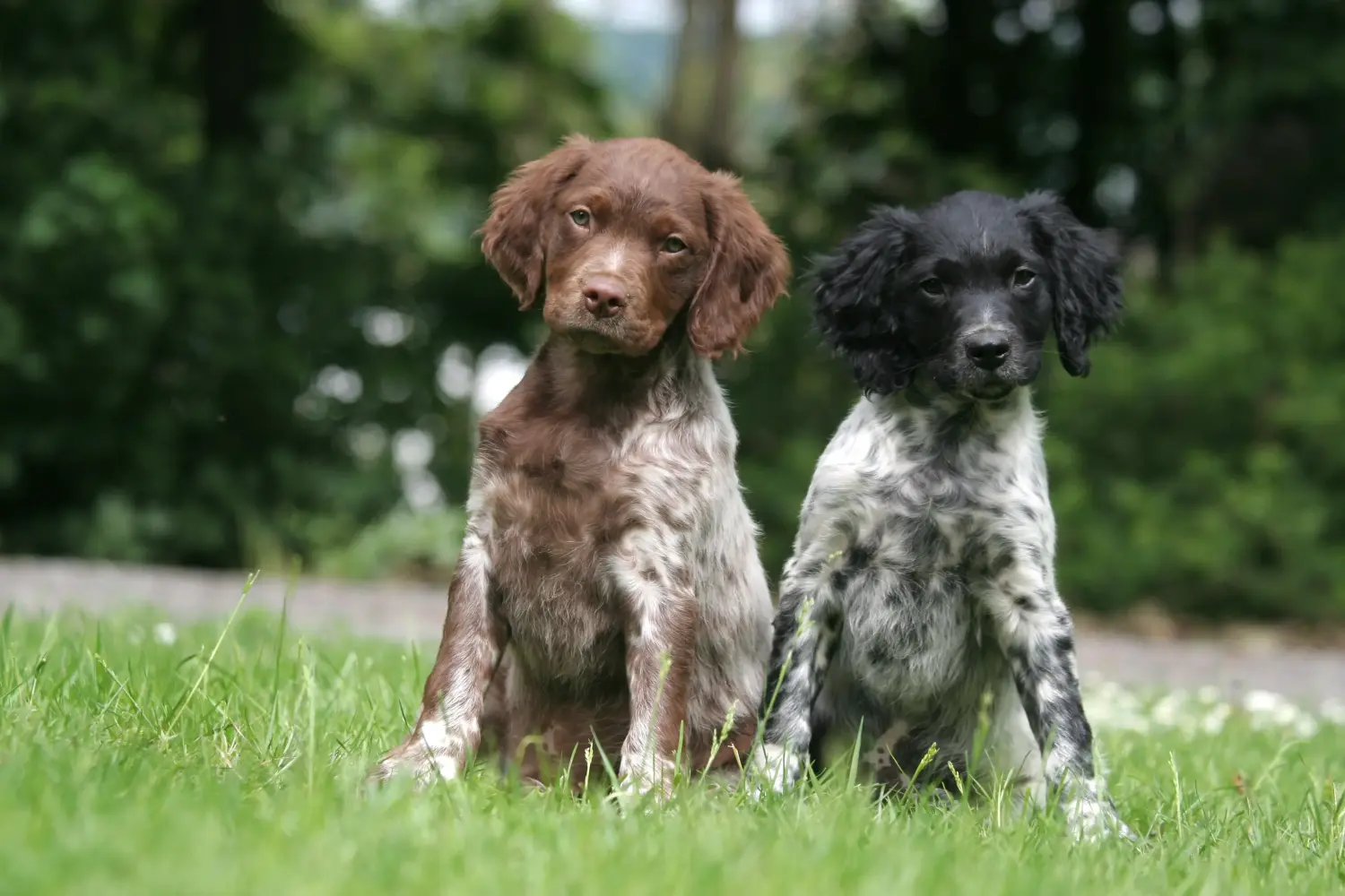 Acheter un chiot Epagneul Breton, c'est prendre ses responsabilités ! Acheter des chiots Epagneul Breton.