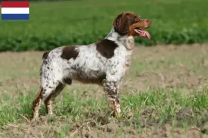 Lire la suite à propos de l’article Éleveurs d’Epagneul Breton et chiots aux Pays-Bas