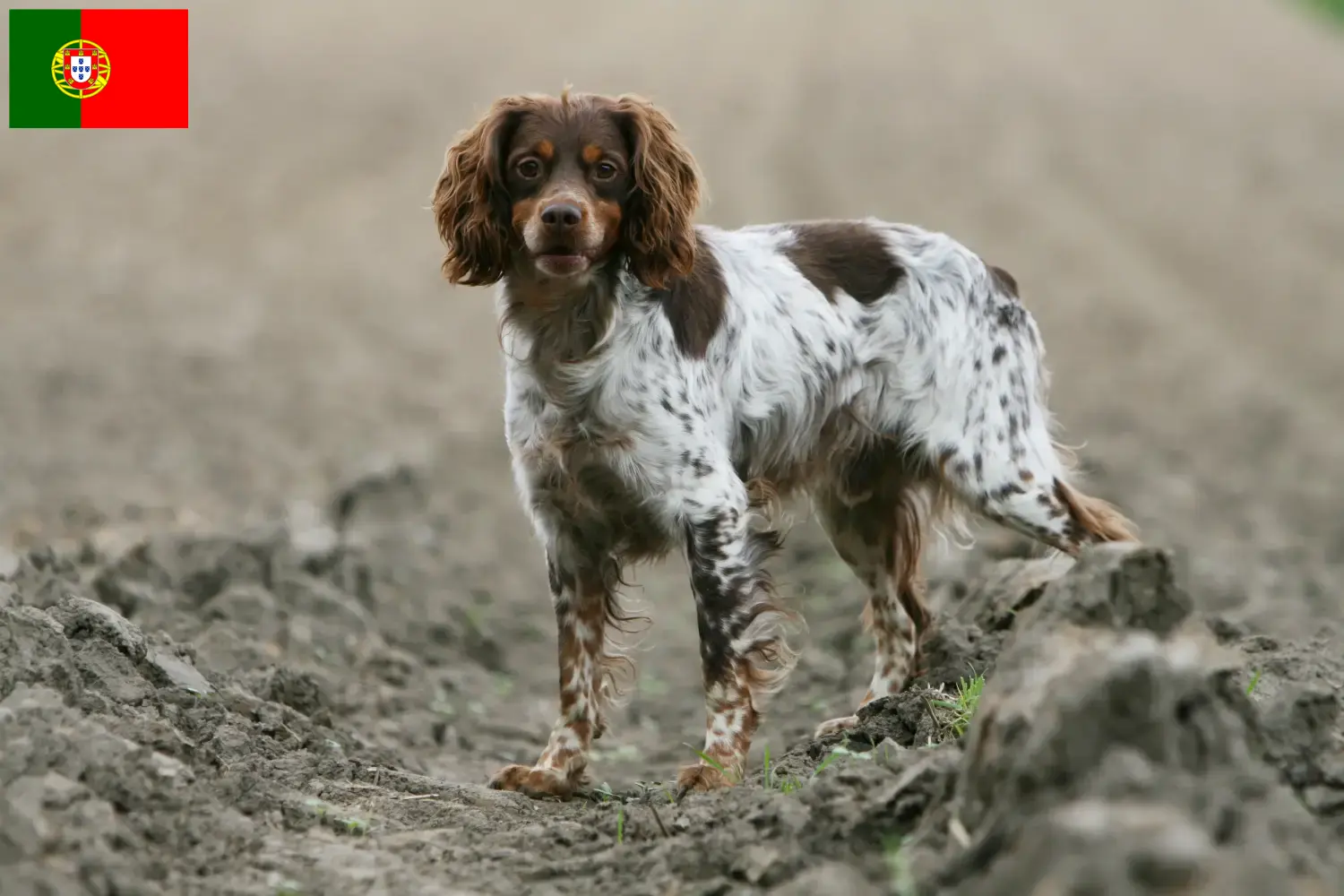 Epagneul Breton chiots et éleveurs Portugal Ici, tu trouveras des éleveurs d'Epagneul Bretons au Portugal.