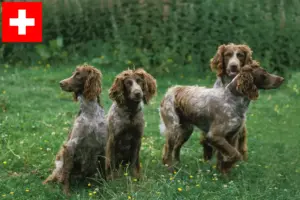 Lire la suite à propos de l’article Epagneul de Pont-Audemer éleveurs et chiots en Suisse