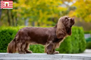 Lire la suite à propos de l’article Éleveurs d’Épagneuls du Sussex et chiots à Brême