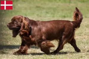Lire la suite à propos de l’article Éleveurs d’Épagneuls du Sussex et chiots au Danemark