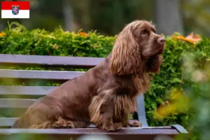 Lire la suite à propos de l’article Éleveurs d’Épagneuls du Sussex et chiots en Hesse