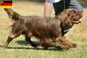 Lire la suite à propos de l’article Éleveurs d’Épagneuls du Sussex et chiots en Rhénanie-Palatinat