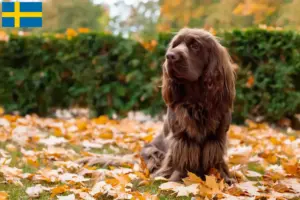 Lire la suite à propos de l’article Éleveurs d’épagneuls du Sussex et chiots en Suède