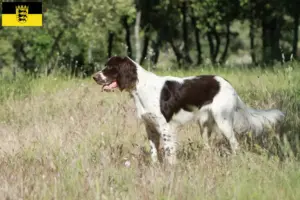 Lire la suite à propos de l’article Épagneul français Éleveurs et chiots en Baden-Württemberg