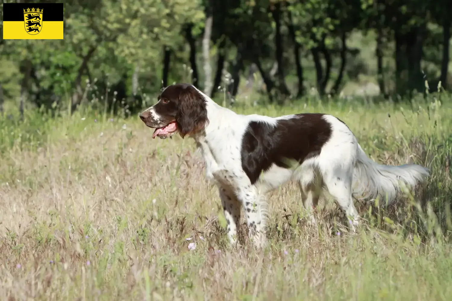 Épagneul français Chiots et éleveurs Baden-Württemberg Ici, tu trouveras des éleveurs d'Épagneul français en Bade-Wurtemberg.