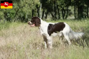 Lire la suite à propos de l’article Épagneul français Éleveurs et chiots en Basse-Saxe