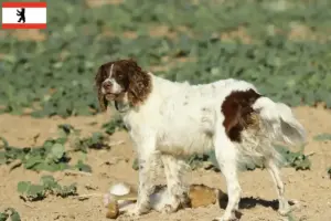 Lire la suite à propos de l’article Éleveurs d’Épagneuls français et chiots à Berlin